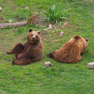 European Brown Bear (Ursus arctos arctos), 24-04-25