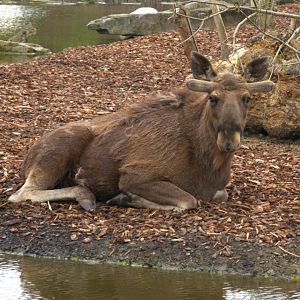 Eurasian Elk (Alces alces alces), 24-04-25