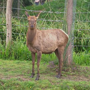 Wapiti (Cervus canadensis), 24-04-25