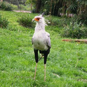Secretary Bird (Sagittarius serpentarius), 24-04-25
