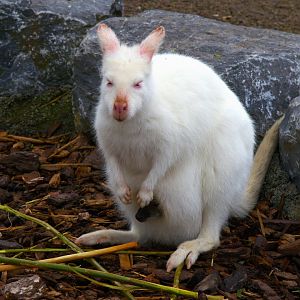 Red-necked Wallaby (Notamacropus rufogriseus), 24-04-25