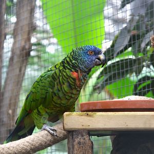 St. Lucia Amazon (Amazona versicolor), 24-04-25