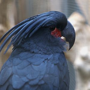 Lesser Palm Cockatoo (Probosciger aterrimus aterrimus), 24-04-25