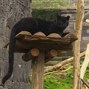 Leopard (Panthera pardus), 25-04-25