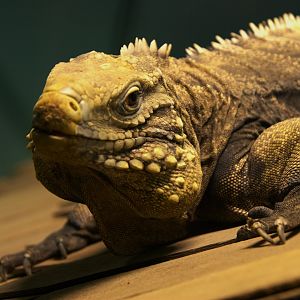 Cuban Iguana (Cyclura nubila nubila), 25-04-25