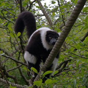 Black and White Lemur (Varecia variegata variegata), 25-04-25