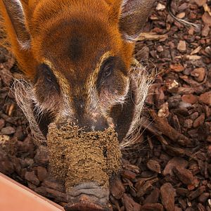 Red River Hog (Potamochoerus porcus), 25-04-25