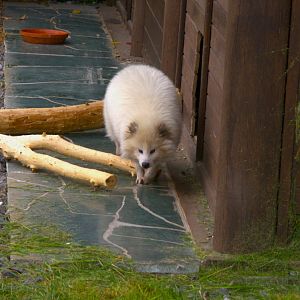 Raccoon Dog (Nyctereutes procyonoides), 25-04-25