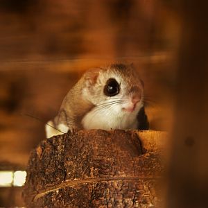 Siberian Flying Squirrel (Pteromys volans volans), 25-04-25
