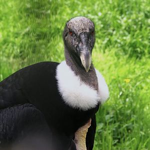 Andean Condor (Vultur gryphus), 25-04-25