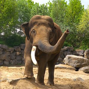 Asian Elephant (Elephas maximus), 25-04-25