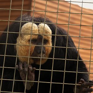 White-faced Saki (Pithecia pithecia), 25-04-25