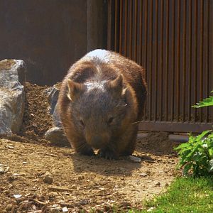 Common Wombat (Vombatus ursinus hirsutus), 25-04-25