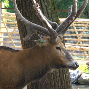 Pere David's Deer (Elaphurus davidianus), 25-04-25