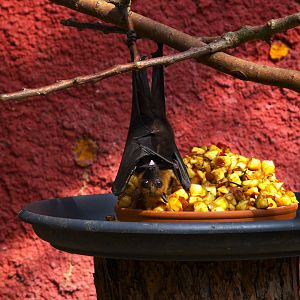 Lyle's Flying Fox (Pteropus lylei), 25-04-25