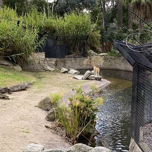 Dingo Enclosure