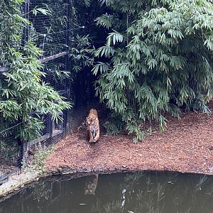Indrah- Female Sumatran Tiger