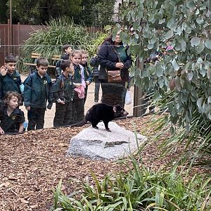 Tasmanian Devil