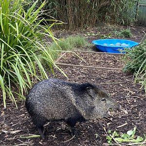 Peccary