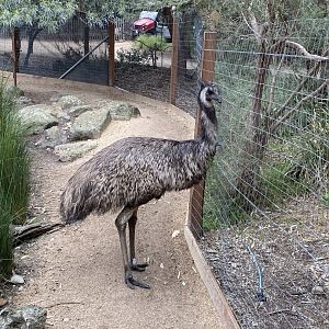 Emu