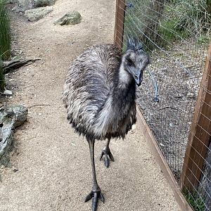 Emu