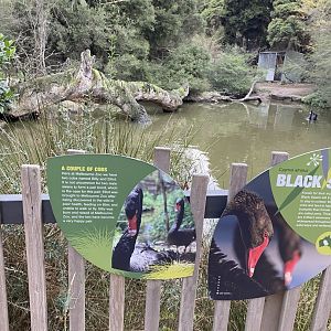 Black Swan Enclosure