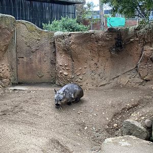 Southern Hairy Nosed Wombat