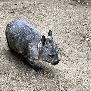 Southern Hairy Nosed Wombat