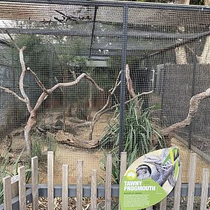 Tawny Frogmouth Enclosure