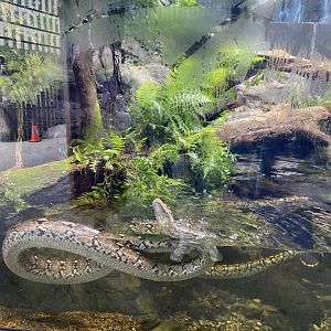 Swimming Reticulated Python