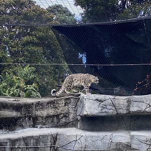 Mishka - Snow Leopard