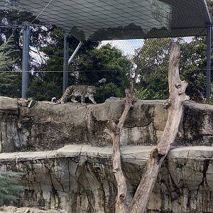 Mishka - Snow Leopard