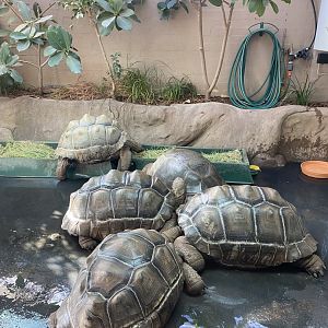 Aldabran Tortoises