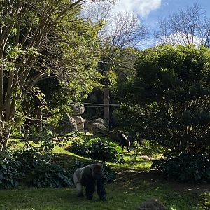 Gorilla Enclosure