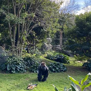 Otana - Western Lowland Gorilla