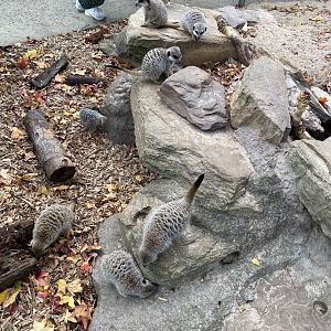 Meerkats