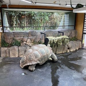 Wilbur - Aldabran Tortoise