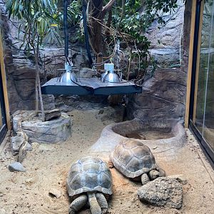 Juvenile Aldabran Tortoises