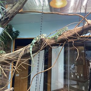 Fijian Crested Iguana