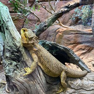 Central Bearded Dragon