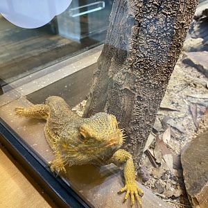 Central Bearded Dragon