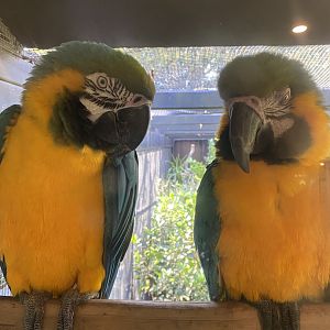 Blue and Yellow Macaw