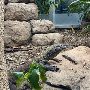 Kahn - Female Komodo Dragon