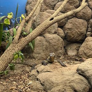Kahn - Female Komodo Dragon