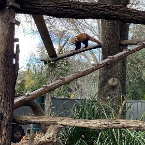 Red Panda - Scarlett