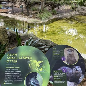 Asian Short Clawed Otter signage
