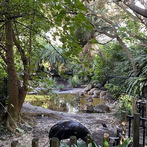 Pygmy Hippo Enclosure