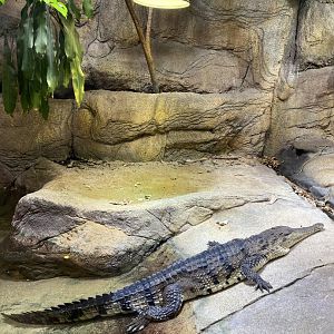 Freshwater Crocodile
