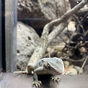 Canberra Earless Glass Lizard