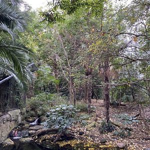 Sumatran Tiger Enclosure